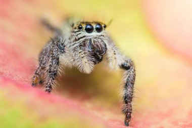 Küçük atlayan örümcek renkli bir yüzey üzerinde duruyor, büyük gözleri keskin ve meraklı, kıllı bacaklarını ve eklembacaklı özelliklerini detaylıca vurguluyor..