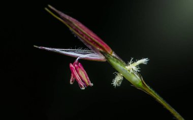 Siyah arka planlı yeşil bir saptan sarkan bir Chrysopogon aciculatus çiçeğinin makro fotoğrafı.