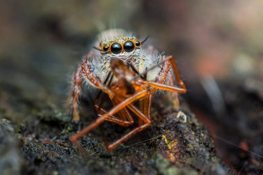 Büyük gözlü zıplayan örümcek, ağaç dalında bacakları olan kırmızı karıncayı kavrıyor..