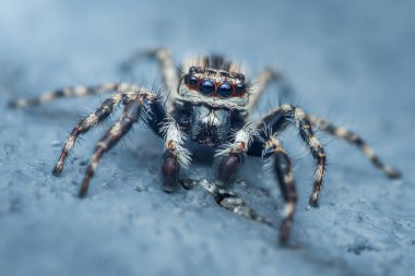 Kahverengi ve beyaz çizgili sıçrayan örümcek canlı mavi bir yüzeye güvenle tünemiş ve karmaşık özelliklerini sergiliyor..