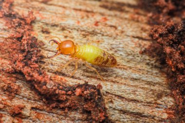 Close-up of a termite strolling on wood, showcasing its colors. Prevent infestations by understanding termite biology. clipart