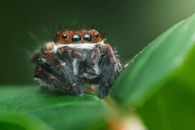 Parlak yeşil bir yaprağın üzerine tünemiş kendine özgü işaretleri olan zıplayan örümcek karmaşık detaylarını ve büyüleyici varlığını gözler önüne seriyor..