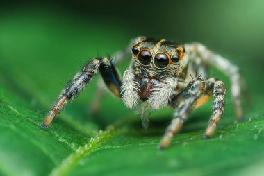 Yeşil bir yaprağın üzerinde zıplayan örümcek avını peçeleriyle tutuyor, bulanık yeşil bir arka planı var..