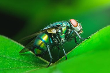 Parlak yeşil şişe, canlı yeşil bir yaprağın üzerinde yarı saydam kanatlarla uçar..