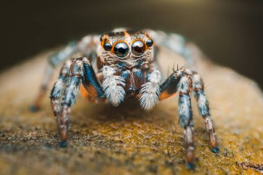 Büyük gözlü zıplayan örümcek bir kayanın üzerinde duruyor, mavi uçlu bacakları yüzeyi kavrıyor..
