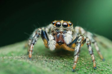 Sekiz gözlü zıplayan örümcek yeşil bir yaprağın üzerinde duruyor, vahşi doğada avlanırken renkli ve tüyler ürpertici görünüyor..