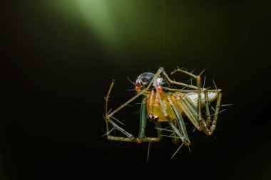 Lynx spider hanging upside down from its web, holding and eating a fly it has caught. clipart