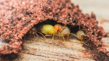 Yuvalarından ahşap bir yapıya inşa edilmiş termitlerin makro görüntüsünü kapatın..