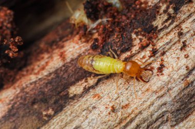 Tahtada yürüyen bir termitin makro fotoğrafı. Karmaşık detaylarını ve dokularını gösteriyor..