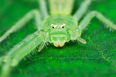 Yeşil bir avcı örümceğinin doğal ortamında canlı yeşil bir yaprağın üzerinde dinlenen aşırı yakın çekimi, makro fotoğrafçılık ve yapay zeka tarafından üretilmemiş..
