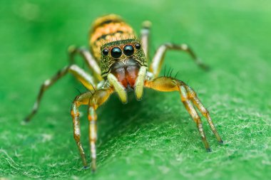 Renkli desenleri olan canlı zıplayan örümcek yemyeşil bir yaprağa tünemiş, doğanın küçük harikalarını ince detaylarla sergiliyor, makro fotoğrafçılık ve yapay zeka tarafından üretilmemiş..