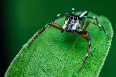 Makro fotoğraf çekiminde parlak yeşil bir yaprağın üzerinde duran sıçrayan örümcek bulanık arka plan, makro fotoğrafçılık ve yapay zeka tarafından üretilmemiş..