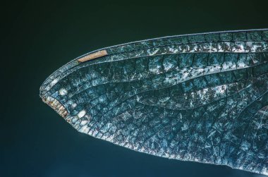 Bir yusufçuk kanadının karmaşık damar yapısını gösteren makro resim koyu bir arkaplan, makro fotoğrafçılık ve yapay zeka tarafından oluşturulmamış..