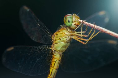 Yusufçuğun bir dala tutunarak doğal ortamda karmaşık kanat detaylarını ve bileşik gözleri göstermesi, makro fotoğrafçılık ve yapay zeka tarafından üretilmemiş olması..