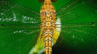 Karmaşık kanat damarlarını ve vücut detaylarını gözler önüne seren bir yusufçuk sineğinin yakın çekimi doğanın güzelliğini gözler önüne seriyor, makro fotoğrafçılık ve yapay zeka tarafından üretilmemiş..