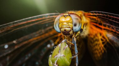 Bir dalın üzerine tünemiş bir yusufçuğun aşırı yakın çekimi, yeşil bir böceği yiyor, karmaşık detaylarını ve yırtıcı doğasını gözler önüne seriyor, makro fotoğrafçılık ve yapay zeka tarafından üretilmemiş..