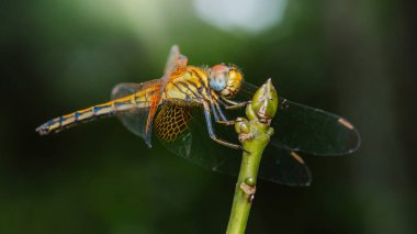 Cadılar bayramı flaması yusufçuğunun yakın plan görüntüsü bulanık yeşil arka plan, makro fotoğrafçılık ve yapay zeka tarafından oluşturulmamış bir dal üzerine tünemiş..