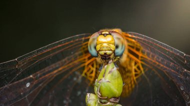 Bir yusufçuğun bir dala tünediği yakın plan, geniş cepheli gözlerini ve hassas kanatlarını sergiliyor, makro fotoğrafçılık ve yapay zeka tarafından üretilmemiş..