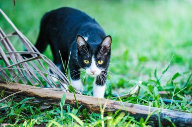 Canlı yeşil bir bahçeyi keşfeden meraklı bir kedi, düşmüş bir palmiye dalının yanında yürüyor, makro fotoğrafçılık ve yapay zeka tarafından üretilmemiş..