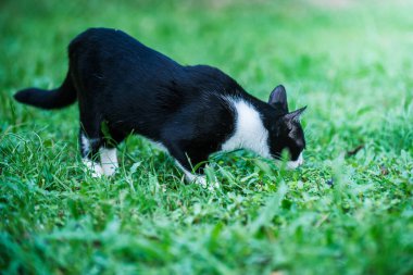 Siyah ve beyaz kedi bahçedeki yeşil çimenleri kokluyor ve keşfediyor, açık havanın tadını çıkarıyor, makro fotoğrafçılığın tadını çıkarıyor ve yapay zeka tarafından üretilmemiş..