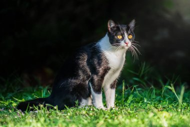 Siyah ve beyaz kedi yeşil çimlerde oturuyor ve yan tarafa bakıyor, güneşli bir günün tadını çıkarıyor, makro fotoğrafçılık ve yapay zeka tarafından üretilmemiş..