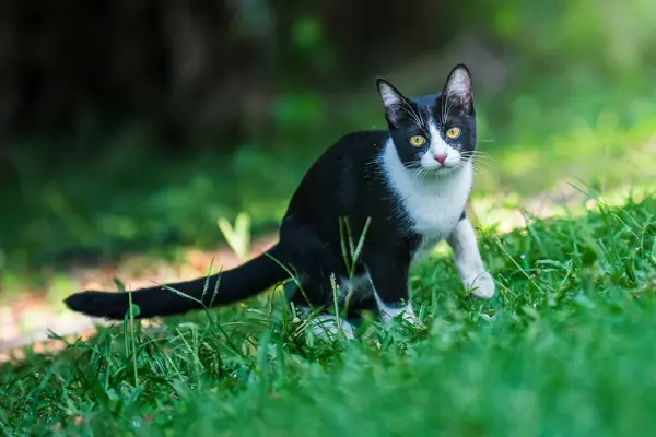 Şirin iki renkli kedi açık havada yemyeşil çimenlerde dinleniyor, doğadaki güneş ışığının tadını çıkarıyor, makro fotoğrafçılığın tadını çıkarıyor ve yapay zeka tarafından üretilmemiş..