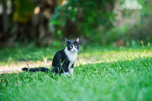 İki renkli kedi güneşli bir parktaki yeşil çimlerin üzerinde huzur içinde yatıyor, sıcak güneş ışığı altında mutlu ve rahat görünüyor, makro fotoğrafçılık ve yapay zeka tarafından üretilmemiş..