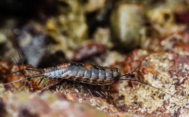 Slater Ligia Oceanica 'nın düşük gelgit ve makro fotoğrafçılık süresince doğal ortamında kayaları keşfettiği ve yapay zeka tarafından üretilmediği bir deniz manzarası..