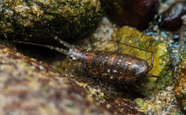 Deniz hamamböceğinin gelgit bölgesindeki kayalara yakın çekim yaparak segmentli gövdesini, hassas antenini ve makro fotoğrafçılığını gösteriyor ve yapay zeka tarafından üretilmemiş..