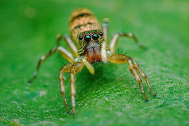 Yeşil bir yaprağın üzerinde zıplayan örümcek makro fotoğrafında örümceğin gözlerinin ve makro fotoğraflarının altını çiziyor ve yapay zeka tarafından oluşturulmamış..