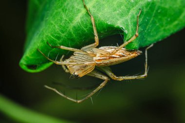 Canlı yeşil bir yapraktan baş aşağı sarkan vaşak örümceğinin yakın çekimi, karmaşık detaylarını ve doğal kamuflajını gözler önüne seriyor, makro fotoğrafçılık ve yapay zeka tarafından üretilmemiş..