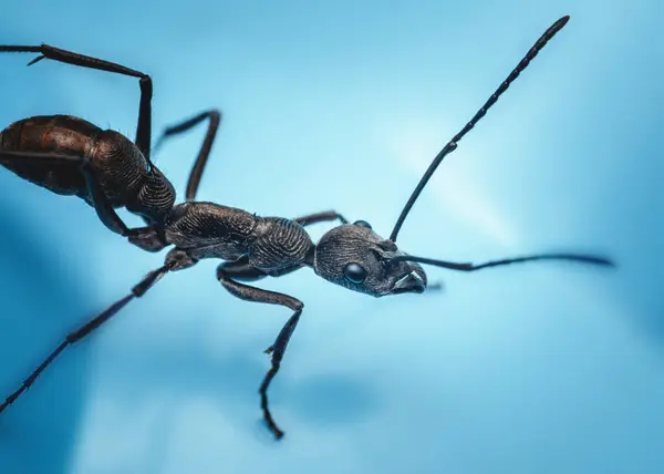 Canlı, açık mavi bir arka planda sürünen siyah bir karıncanın aşırı yakın plan görüntüleri, karmaşık detaylarını ve anatomisini gözler önüne seriyor, makro fotoğrafçılık ve yapay zeka tarafından üretilmemiş..