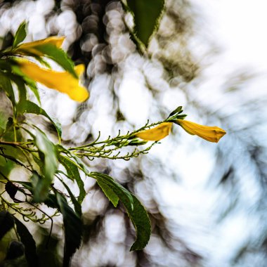 Dal üzerinde açan sarı çiçekler, yemyeşil yapraklarla çevrili, yumuşak, bulanık bir arka plana karşı dingin ve canlı bir atmosfer yaratır, doğanın güzelliğini somutlaştırır.