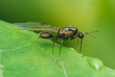 Kanatlı karınca verimli bir bahçede canlı yeşil bir yaprağı titizlikle keşfediyor. Hassas kanatları güneş ışığında parıldıyor.