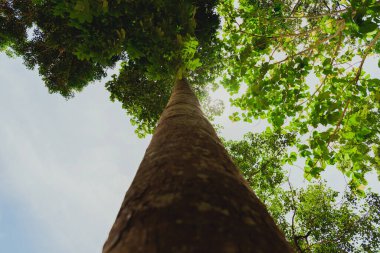 Güneş ışığı, parlak yeşil gölgelikten süzülür gökyüzüne doğru uzanan heybetli bir ağacın gövdesi doğanın ihtişamını nefes kesen bir manzara yaratır.
