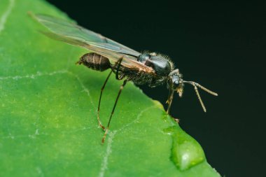 Kanatlı karınca canlı yeşil bir yaprağın üzerinde duruyor, narin kanatları açıkta, vücudunun karmaşık detaylarını ve doğal güzelliğini gösteriyor.