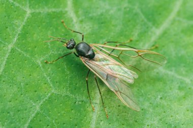 Kanatlı karınca canlı yeşil bir yaprağa tünemiş hassas, şeffaf kanatlarını sergiliyor, doğanın karmaşık ayrıntılarının büyüleyici bir tezatını oluşturuyor.