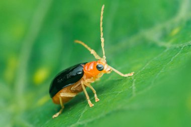 Aulacophora indica, kabak böceği olarak da bilinir, canlı yeşil bir yaprak üzerinde yürüyor, belirgin turuncu kafasını ve siyah vücudunu ayrıntılı bir makro karede sergiliyor.
