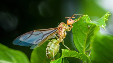 Yeşil dokumacı bir karınca kraliçesinin yakın plan çekiminde, canlı yeşil bir yaprağa tünemiş hassas, şeffaf kanatlar sergiliyor, vücudunun karmaşık ayrıntılarını ve doğal güzelliğini gözler önüne seriyor.