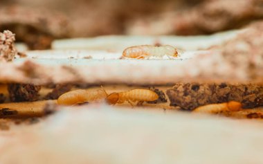 Tahta tahtayı aktif olarak yiyen termitlerin yakın plan görüntüsü bu böceklerin yıkıcı doğasını ve evlere ve yapılara verebilecekleri zararı vurguluyor.