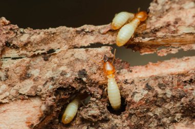 İşçi ve asker termitlerin yakın plan görüntüsü tahtadan bir kirişi etkin bir şekilde tüketip zarar veriyor. Bu böceklerin yıkıcı doğasını vurguluyorlar.