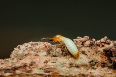 Çürüyen bir tahta parçasını araştıran bir termitin yakın çekimi, böceğin ekosistem bozulmasındaki rolünü ve ahşap yapılar için oluşturduğu potansiyel tehdidi vurguluyor.