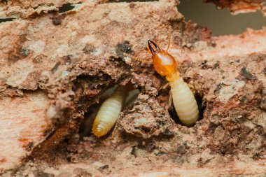 Tahtalara zarar veren ve karmaşık tüneller açan termitler, yapıları tehlikeye atan ve evler için önemli riskler yaratan termitler, acil haşere kontrolü ihtiyacını vurguluyorlar.
