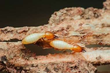 İşçi termitler aktif olarak odun tüketiyor ve ahşap yapılara zarar veriyor, binalar için önemli tehditler oluşturuyor ve ev sahipleri ve emlak yönetimi için zorluklar yaratıyor