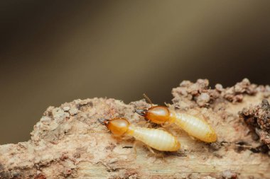 Çürüyen bir ahşabı aktif olarak keşfeden iki termit, ekosistem ayrışması ve besin geri dönüşümündeki temel rollerini vurguluyor.