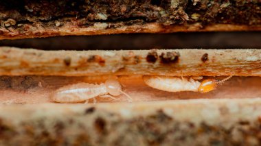 Tahta kirişleri aktif olarak yiyen termitlerin yakın çekimi bu böceklerin yıkıcı doğasını ve ev yapılarına oluşturdukları potansiyel tehdidi vurguluyor.