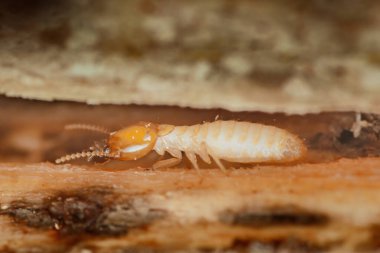 Hasarlı ahşap bir yapıyı keşfeden bir termitin yakın çekimi bu böceklerin yıkıcı doğasını ve evlere oluşturdukları tehdidi vurguluyor.