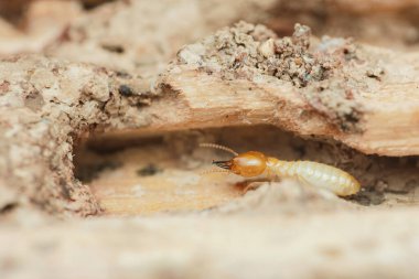 Tahtaya zarar veren termitlerin yakın plan görüntüsü bu böceklerin yıkıcı davranışlarını ve evlerde etkili haşere kontrol önlemlerine duyulan hayati ihtiyacı vurguluyor.