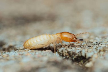 Beton yüzeyde gezinen bir termit işçisinin yakın plan görüntüsü yapısal hasardaki önemli rolünü ve etkili haşere kontrol tedbirlerine duyulan acil ihtiyacı vurguluyor.