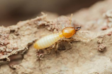 Çürüyen odunların arasında gezinen bir termit işçisini yakına çekerek böceğin parçalanmış vücudunu ve benzersiz kafa yapısını vurgulayarak yıkıcı doğasını gözler önüne seriyor.